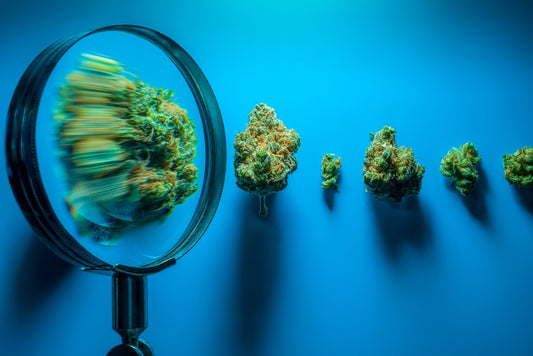 Exploring the Kaleidoscope of Cannabis Strains: A Comprehensive Guide